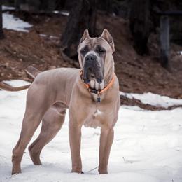 Capone - Cane Corso
