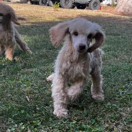 Winston - Cream male Poodle puppy in Wolf Creek, Oregon from Dejah Bleu Kennels