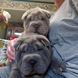 Chinese Shar-Pei Puppies from DCSHARPEI