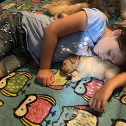 Golden Retriever and Siberian Husky Puppies from Nevani Goldens & Siberians