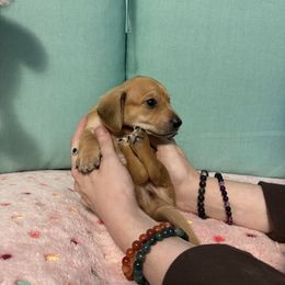 Yellow - Wheaten male Dachshund puppy in Live Oak, Florida from The Weenie Herd Mom