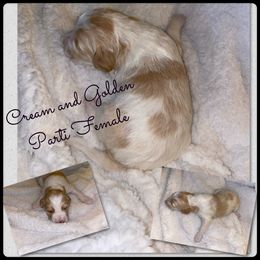Double Doodle and Goldendoodle Puppies from Ohio Designer Doodles