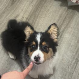 Scrooge - Black and tan male Pembroke Welsh Corgi puppy in Fontanelle, Iowa from Alegandra’s Pembroke Welsh Corgis