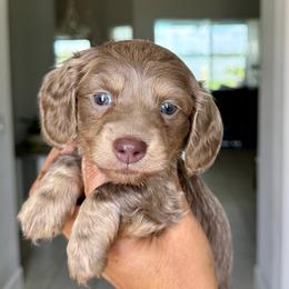 Mocha Latte - Fawn (isabella) and cream female Dachshund puppy in Winter Haven, Florida from Dreamwork Dachshunds