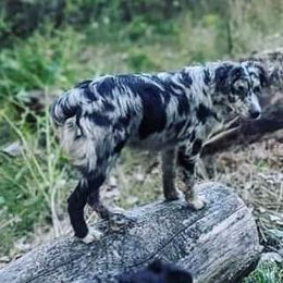 Australian Shepherd Puppies from Diamond Aussies N the Rough