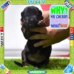 WHY - Black and tan male German Shepherd puppy in Murrieta, California from Diamond Oaks German Shepherds