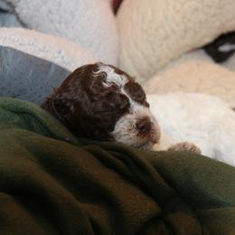 Lagotto Romagnolo Puppies from Royal and Loyal Lagotto Romagnolo
