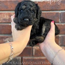 Murphy - Phantom male Bernedoodle puppy in Owasso, Oklahoma from Kallams Bernedoodles & Bernese Mountain Dogs