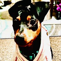 Miniature Pinscher Puppies from K&J's Min Pins Of Grand Lake