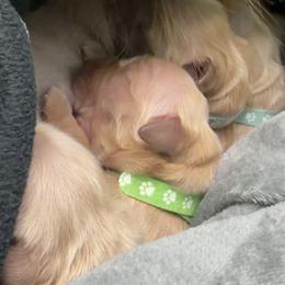 Light Purple 15 - Golden male Golden Retriever puppy in Mills River, North Carolina from Appalachian Dog Training LLC