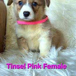 Pink Female - Sable female Pembroke Welsh Corgi puppy in Wayne City, Illinois from Lash Livestock & Corgis