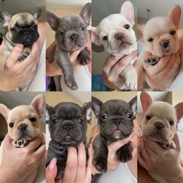 French Bulldog Puppies from MaFrenchiesBadandBoujee