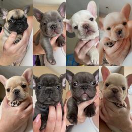 French Bulldog Puppies from MaFrenchiesBadandBoujee