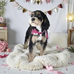 Java - Bernedoodle