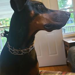 Shay - Doberman Pinscher