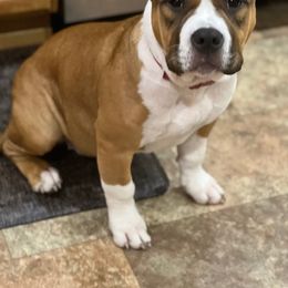 American Bully Puppies from Shooting Star Bullies