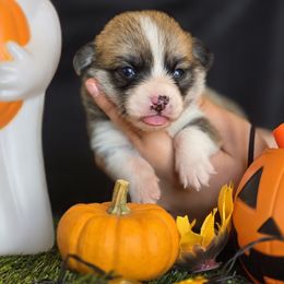 Yola - Red female Pembroke Welsh Corgi puppy in Pollock, Missouri from Northstar