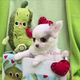 Fezziwig 3200 - Chocolate blue male Chihuahua puppy in Piqua, Kansas from Cute As A Cupcake Chihuahuas