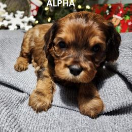 Cavapoo Puppies from Jessie's Puppies