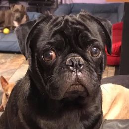 Sterling - Pug