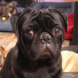 Sterling - Pug
