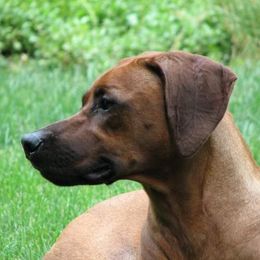 Rhodesian Ridgebacks from Imarika Rhodesian Ridgebacks