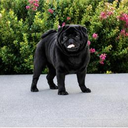 Oakley - Pug