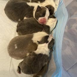 Boston Terrier puppies from AKC Moonshine Valley Boston Terriers