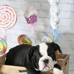 Bulldog Puppies from Dampier Bulldogs Mo