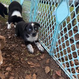 Boy 2 - Black tri-color male Australian Shepherd puppy in Lakeland, Florida from Infinite Aussies