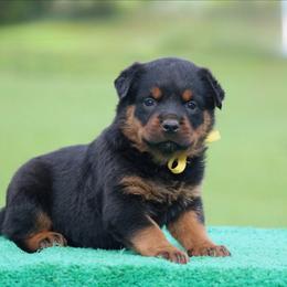 Halo - Black and mahogany female Rottweiler puppy in Uniontown, Alabama from CedarBluff Rottweilers