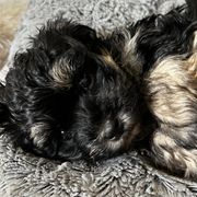Eunie - Black and tan Havana Silk Dog puppy in Marlboro, Vermont from Maplewood Silks