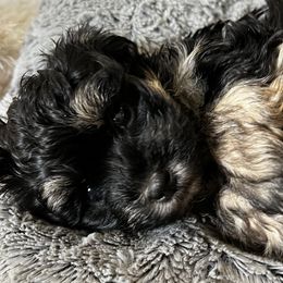 Eunie - Black and tan Havana Silk Dog puppy in Marlboro, Vermont from Maplewood Silks