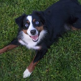 Delilah - Black tri Miniature Australian Shepherd puppy in Dowagiac, Michigan from Wrightway Wigglebutts