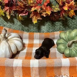 Black Collar - Brown male Boykin Spaniel puppy in Hurtsboro, Alabama from PARK’s Family Farm