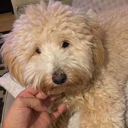 Aussiedoodles from Sister Doodles