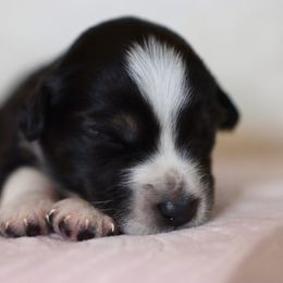 Miniature Australian Shepherd Puppies from Garay Mini Aussies
