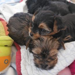 Yorkshire Terrier Puppies from Wendy's Yorkies