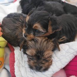 Yorkshire Terrier Puppies from Wendy's Yorkies