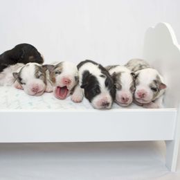 Australian Shepherd Puppies from Saddle Peak Aussies