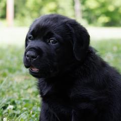 Red Boy - Black male Labrador Retriever puppy in Southington, Ohio from Ridgemere Retrievers