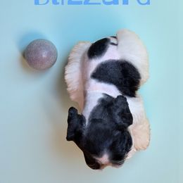 Blizzard - Black and white male Schnoodle puppy in Kentucky from Mrs Bs Teeny Schnauzers & Doodles