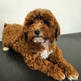 Pink collar girl - Red  female Poodle puppy in Henefer, Utah from Mountain Valley Poodles
