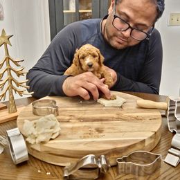 Annabelle - Red  female Poodle puppy in Statesboro, Georgia from Briar Creek Kennels