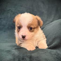 Ladybug - Sable female Pembroke Welsh Corgi puppy in Arcanum, Ohio from Weissway Corgis