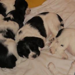 English Springer Spaniel Puppies from Enos Ranch