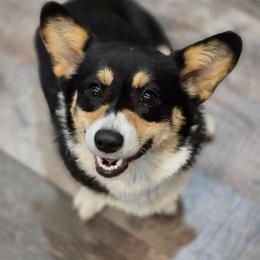 Paisley - Pembroke Welsh Corgi