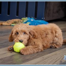 Frost - Red  male Goldendoodle puppy in Connersville, Indiana from Deaz Doodle Ranch