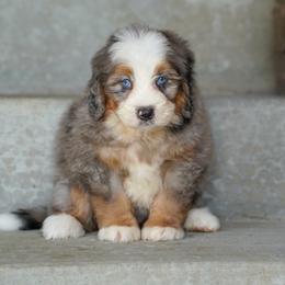 Trek - Merle male Bernedoodle puppy in Dundee, Ohio from Down Home Doodle