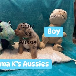 Australian Shepherd Puppies from Oma K’s Aussies